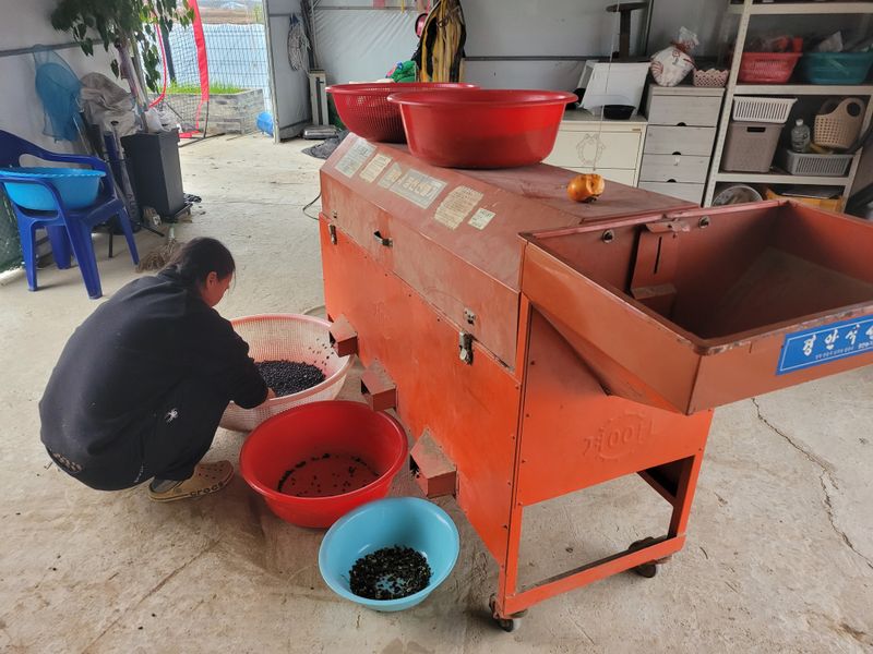 이은호님의 장터 판매 상품 [2024년 새바람서리태 판매] 첨부 사진