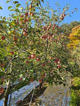 팜모닝 사과·영농일지 게시글 이미지