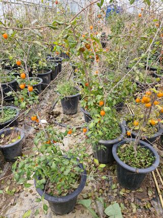 또끼풀(정국환)님의 자유주제 · 자유게시판 작성글 사진