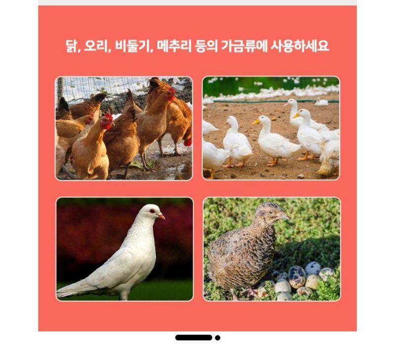 다이쏘(권자영)님의 장터 판매 상품 [[파격인하] 닭사료 자동 급여기 사료통 모이통] 첨부 사진