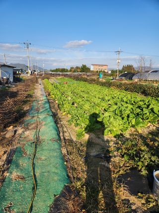 박정하님의 배추 · 영농일지 작성글 사진