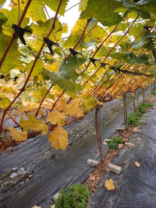 못내뜰애농원님의 자유주제 · 자유게시판 작성글 사진