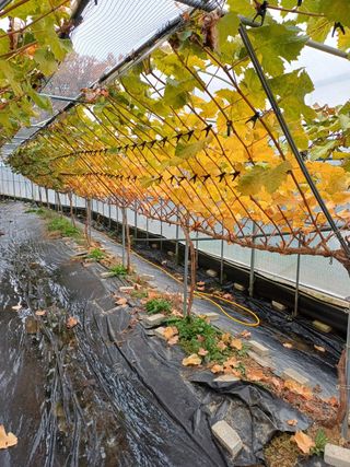 못내뜰애농원님의 자유주제 · 자유게시판 작성글 사진