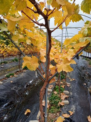 못내뜰애농원님의 자유주제 · 자유게시판 작성글 사진