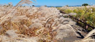 한밭농원님의 자유주제 · 자유게시판 작성글 사진