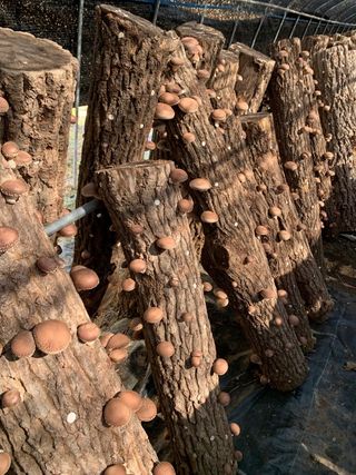 한밭농원님의 자유주제 · 자유게시판 작성글 사진