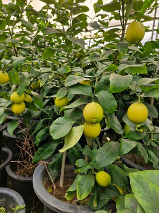 또끼풀(정국환)님의 자유주제 · 자유게시판 작성글 사진