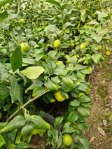 팜모닝 자유주제·자유게시판 게시글 이미지