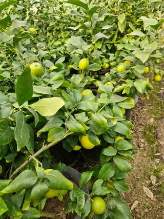 또끼풀(정국환)님의 자유주제 · 자유게시판 작성글 사진