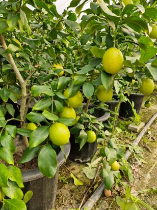 또끼풀(정국환)님의 자유주제 · 자유게시판 작성글 사진