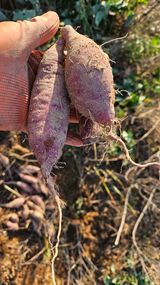 팜모닝 자유주제·자유게시판 게시글 이미지