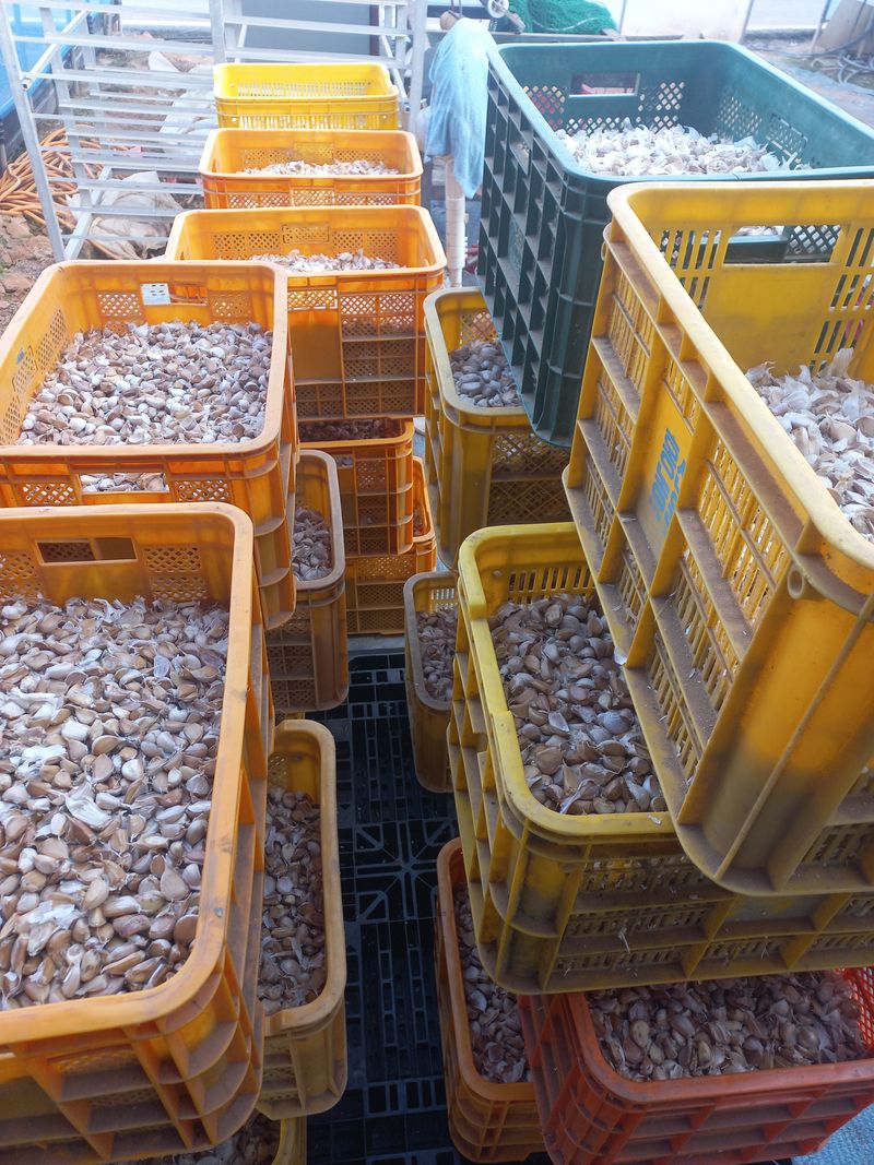 박린님의 장터 판매 상품 [홍산마늘 풋마늘용종자(1kg)] 첨부 사진