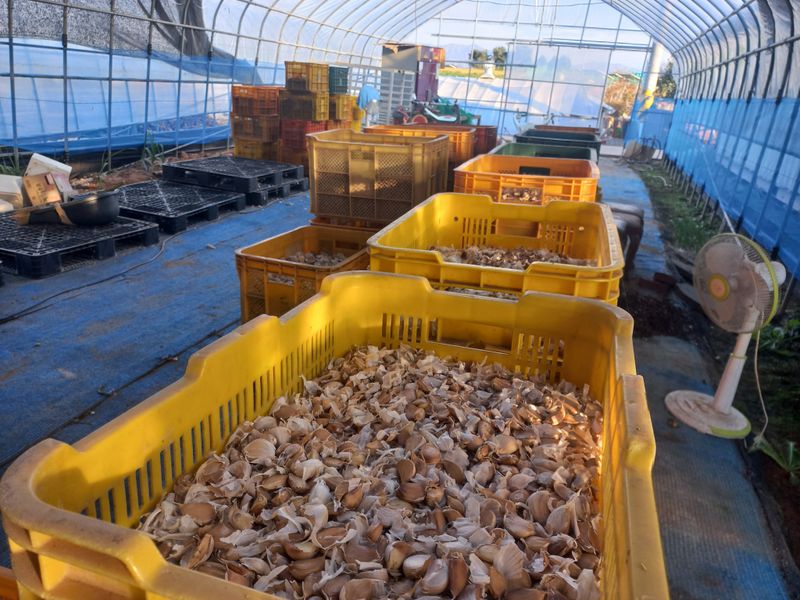 박린님의 장터 판매 상품 [홍산마늘 풋마늘용종자(1kg)] 첨부 사진