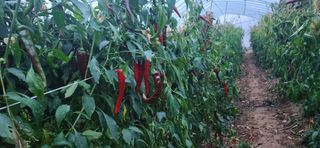 병아리농사꾼님의 고추 · 영농일지 작성글 사진