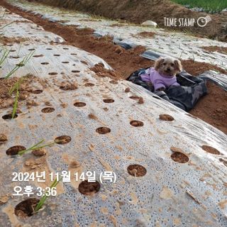 민들레님의 자유주제 · 자유게시판 작성글 사진