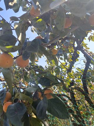 금돌비학님의 자유주제 · 자유게시판 작성글 사진