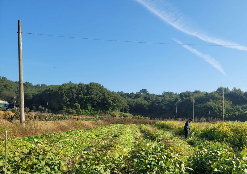 최선화님의 장터 판매 상품 [들깨 5kg(판매종료)] 첨부 사진