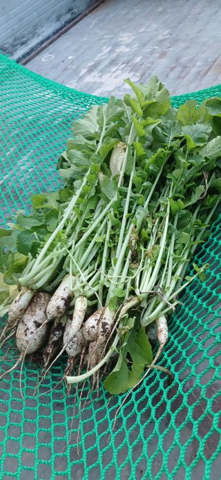 복숭아님의 나에게 딱 한가지 능력이 생긴다면? · 참여글 작성글 사진