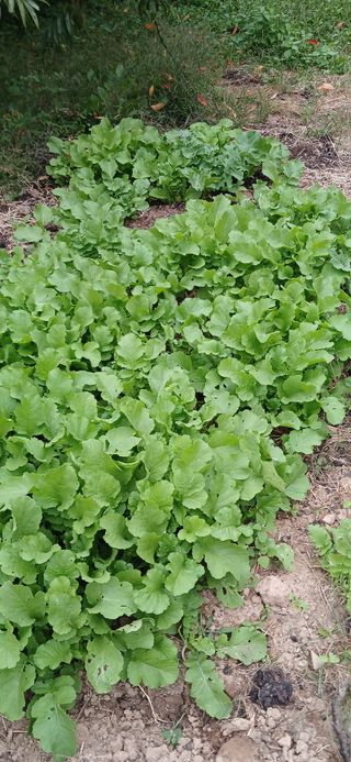 복숭아님의 나에게 딱 한가지 능력이 생긴다면? · 참여글 작성글 사진