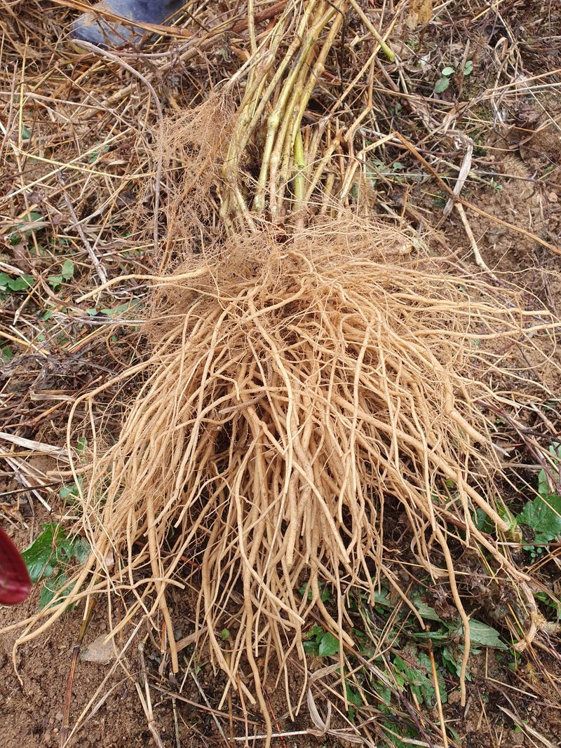 예천토종꿀벌 님의 장터 판매 상품 [자연산우슬뿌리 ] 첨부 사진