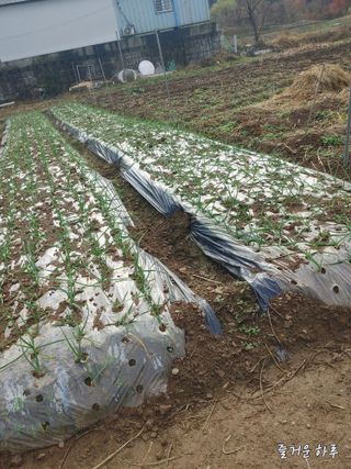 농부님.모두.모두힘님의 농사를 망친 작은 실수들 · 참여글 작성글 사진