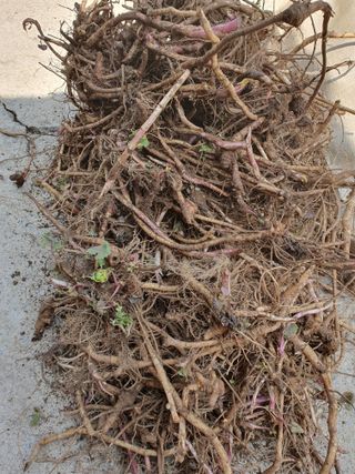 예천토종꿀벌 님의 작성글 사진