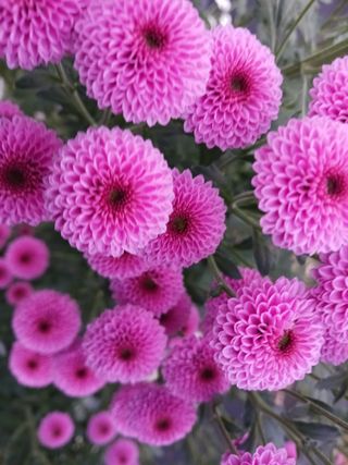 주복자님의 배추 · 영농일지 작성글 사진