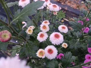 주복자님의 배추 · 영농일지 작성글 사진