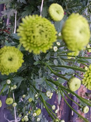 주복자님의 배추 · 영농일지 작성글 사진