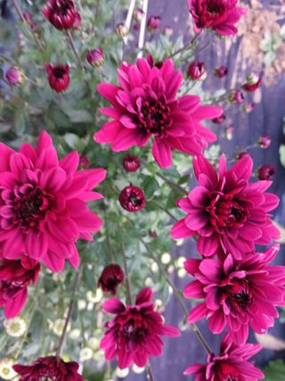 주복자님의 배추 · 영농일지 작성글 사진