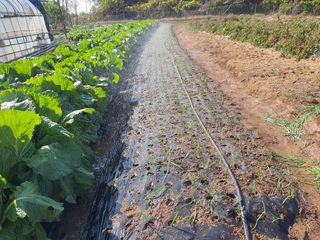 수랏간 농원 안승호님의 배추 · 영농일지 작성글 사진