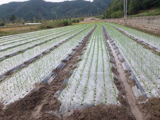 낙동강변님의 마늘 · 영농일지 작성글 사진