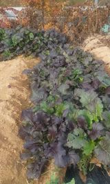 팜모닝 기타작물·영농일지 게시글 이미지