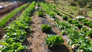 초보농부님의 자유주제 · 자유게시판 작성글 사진