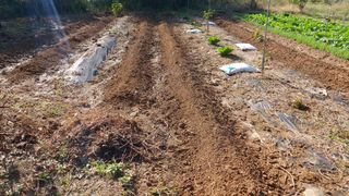 초보농부님의 자유주제 · 자유게시판 작성글 사진