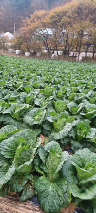 이.일신.꽃분아빠님의 배추 · 영농일지 작성글 사진