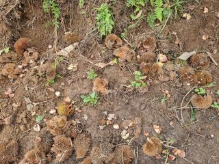 김종필님의 농사를 망친 작은 실수들 · 참여글 작성글 사진