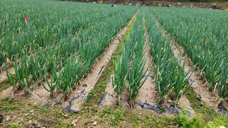 만석군6667님의 파 · 영농일지 작성글 사진