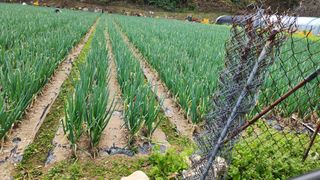 만석군6667님의 파 · 영농일지 작성글 사진