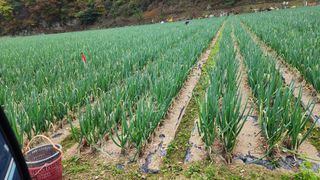 만석군6667님의 파 · 영농일지 작성글 사진