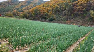 만석군6667님의 파 · 영농일지 작성글 사진