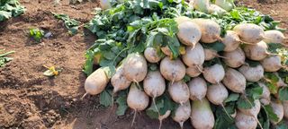 박영준님의 농사를 망친 작은 실수들 · 참여글 작성글 사진