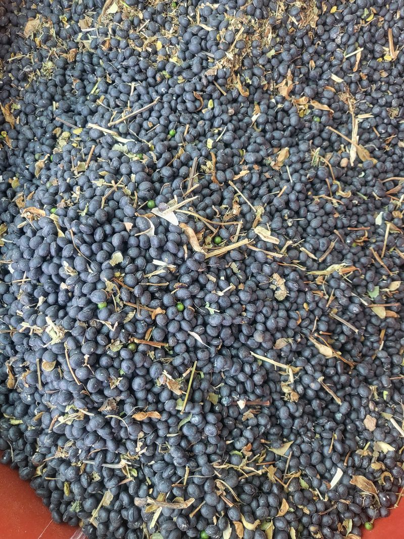 장터 상품 [강화섬서리태 1키로] 썸네일