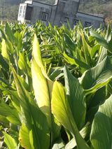 팜모닝 기타작물·영농일지 게시글 이미지