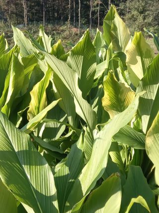 박제순님의 기타작물 · 영농일지 작성글 사진