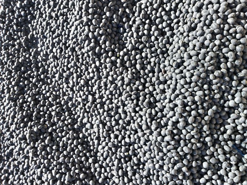 정택희님의 장터 판매 상품 [서리태 (태청)] 첨부 사진