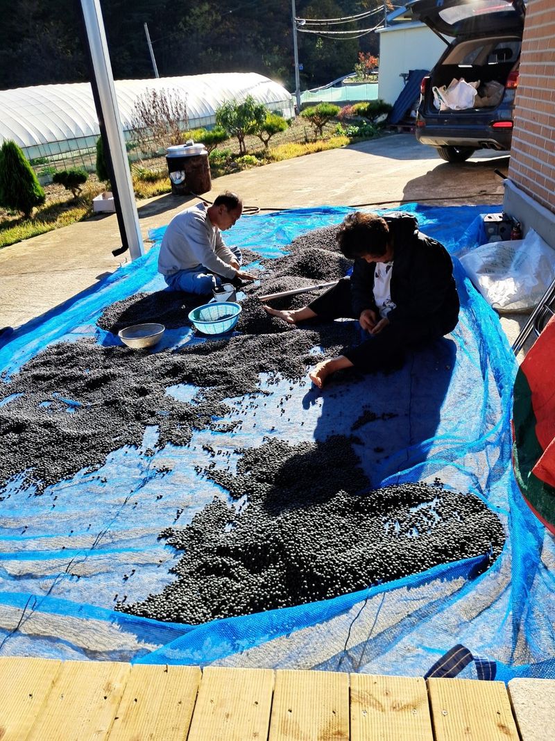 정택희님의 장터 판매 상품 [서리태 (태청)] 첨부 사진