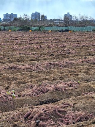 이청우님의 고구마 · 영농일지 작성글 사진