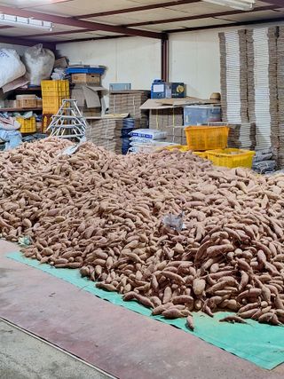 이청우님의 고구마 · 영농일지 작성글 사진