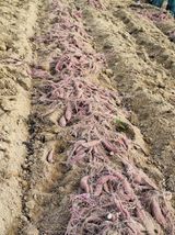 팜모닝 고구마·영농일지 게시글 이미지